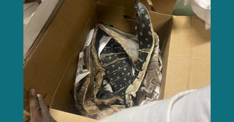 CODOPESCA decomisa 259 libras de tortuga tinglar