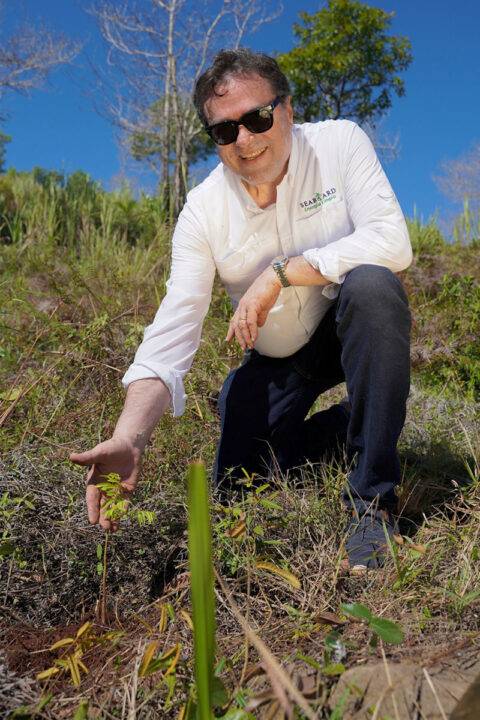 reforestación en Loma Guaigüí
