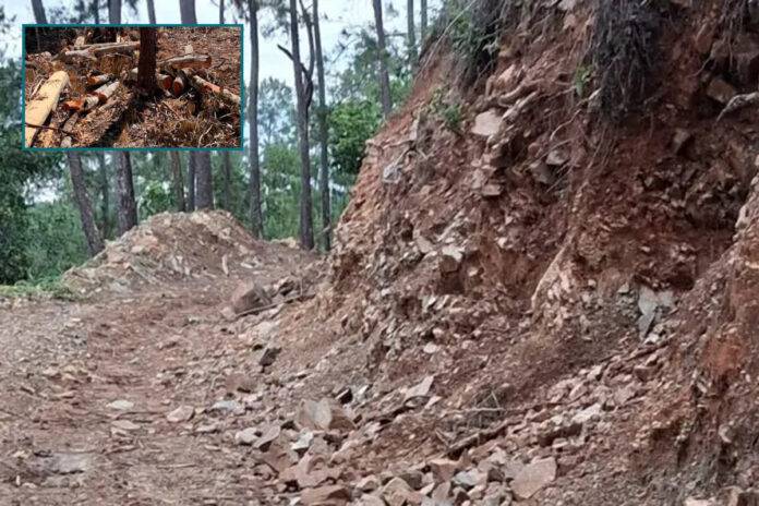 Tala ilegal Santiago Rodríguez