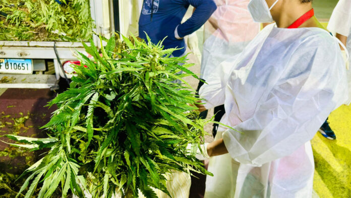 libras de marihuana