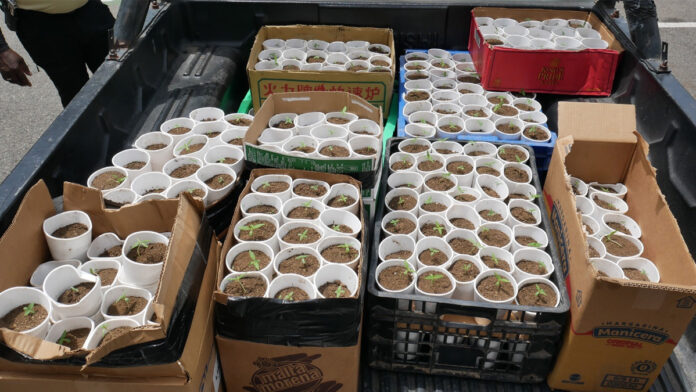 421 plantas