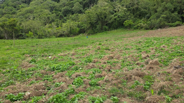 cultivo ilícito