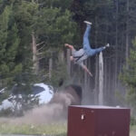 bisonte Yellowstone