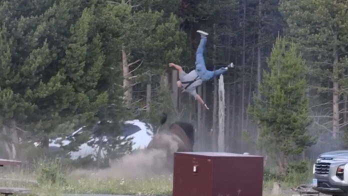 bisonte Yellowstone