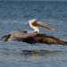 Pelícanos, Cuervos, Sabana de La Mar, Cazadores, Depredadores, Alcarrizos News Diario Digital